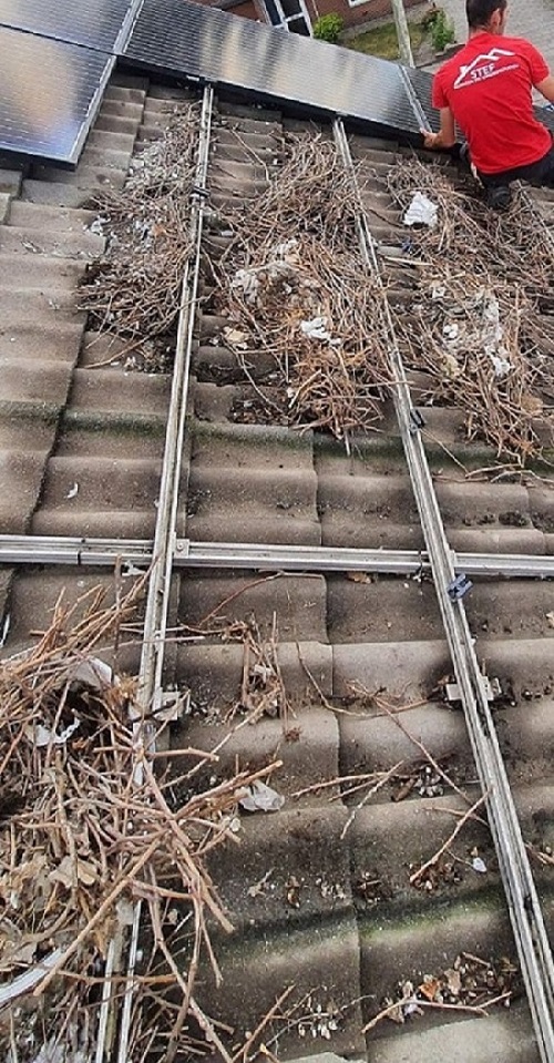 Vogelwering zonnepanelen Sint Willebrord
