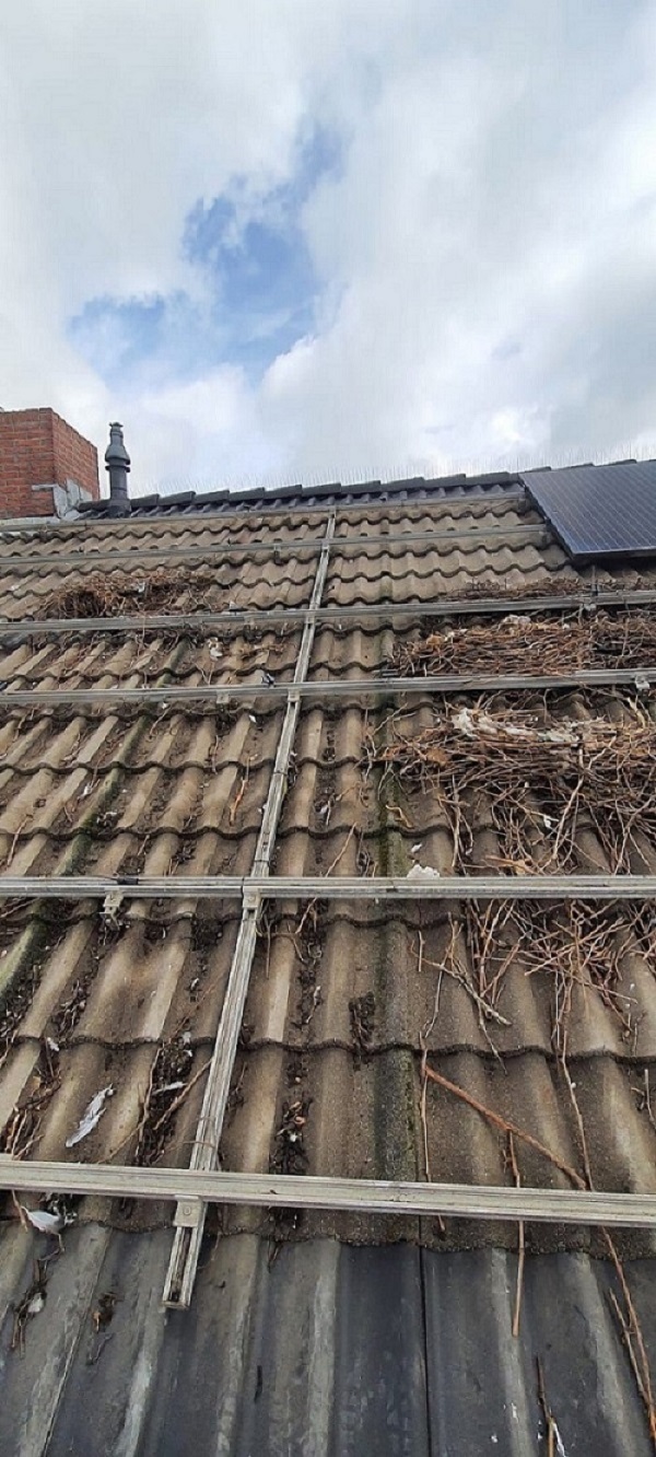Vogelnest verwijderen zonnepanelen Sint Willebrord