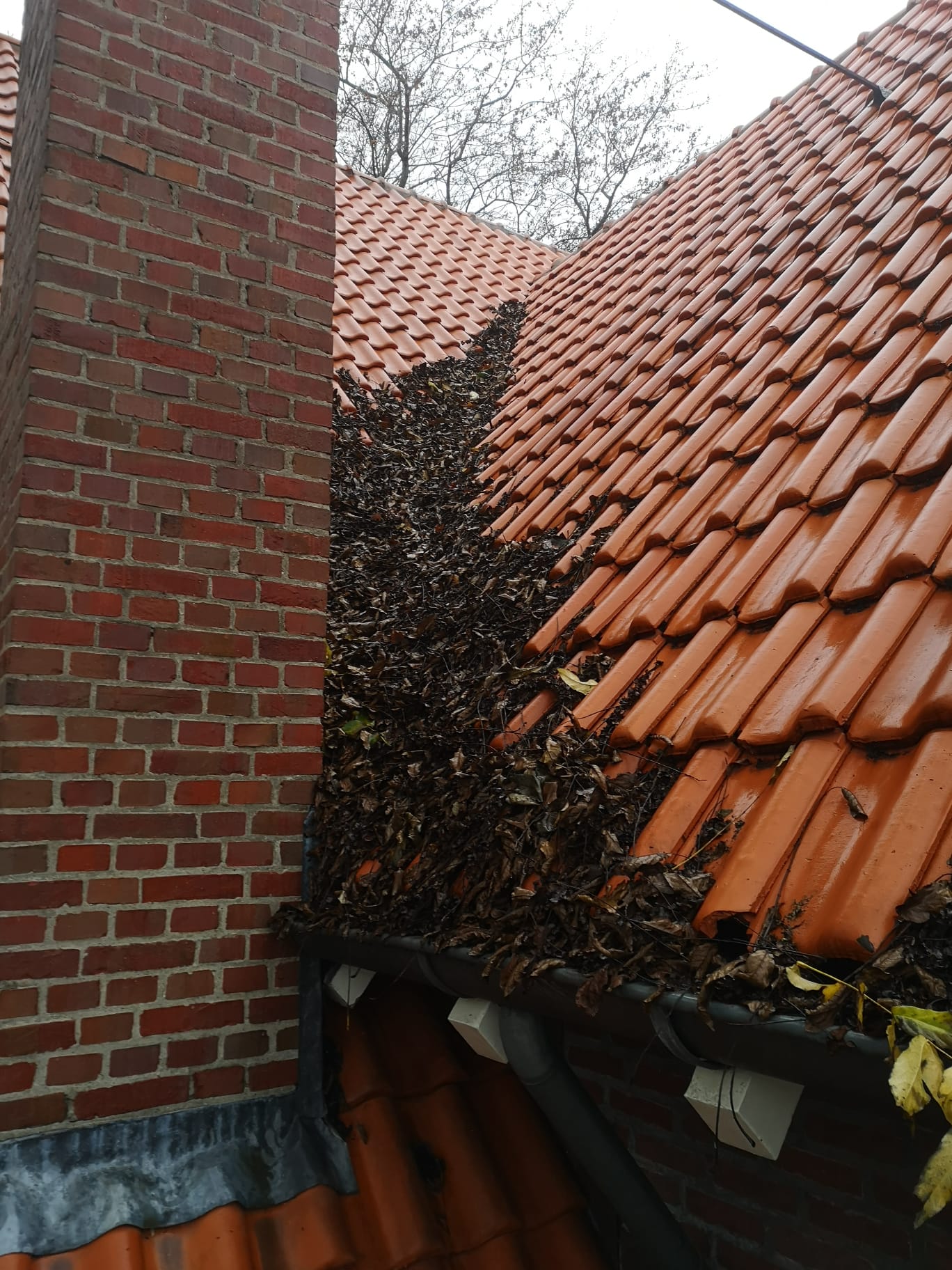 Dak bladvrij maken VOOR